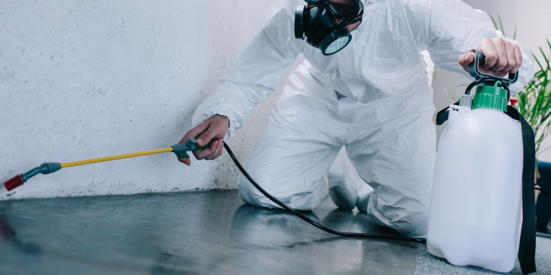 Como é feita a dedetização de baratas em Osasco